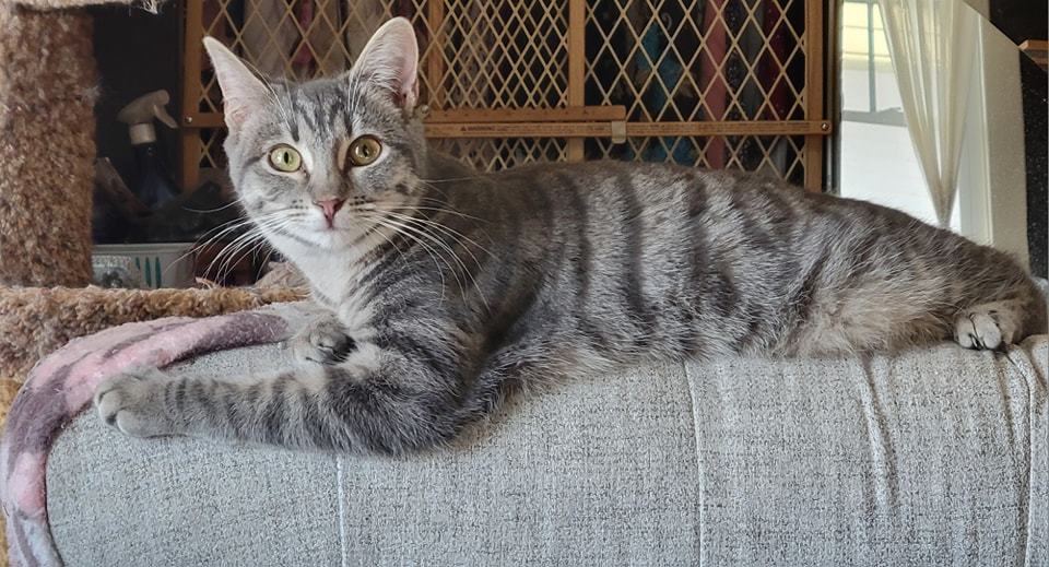 Eydie, a Adoptable mixed breed in Omaha, NE image 5/7