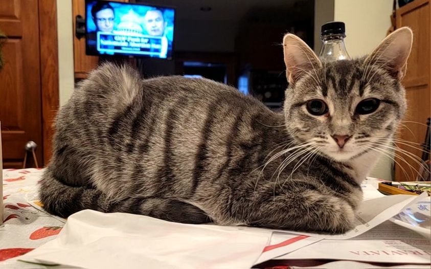 Eydie, a Adoptable mixed breed in Omaha, NE image 6/7