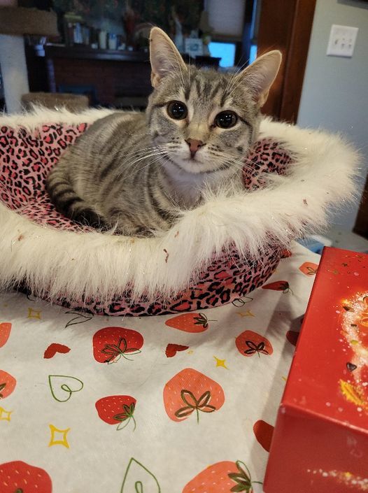 Enlarge Eydie, a Adoptable mixed breed in Omaha, NE image 7/7