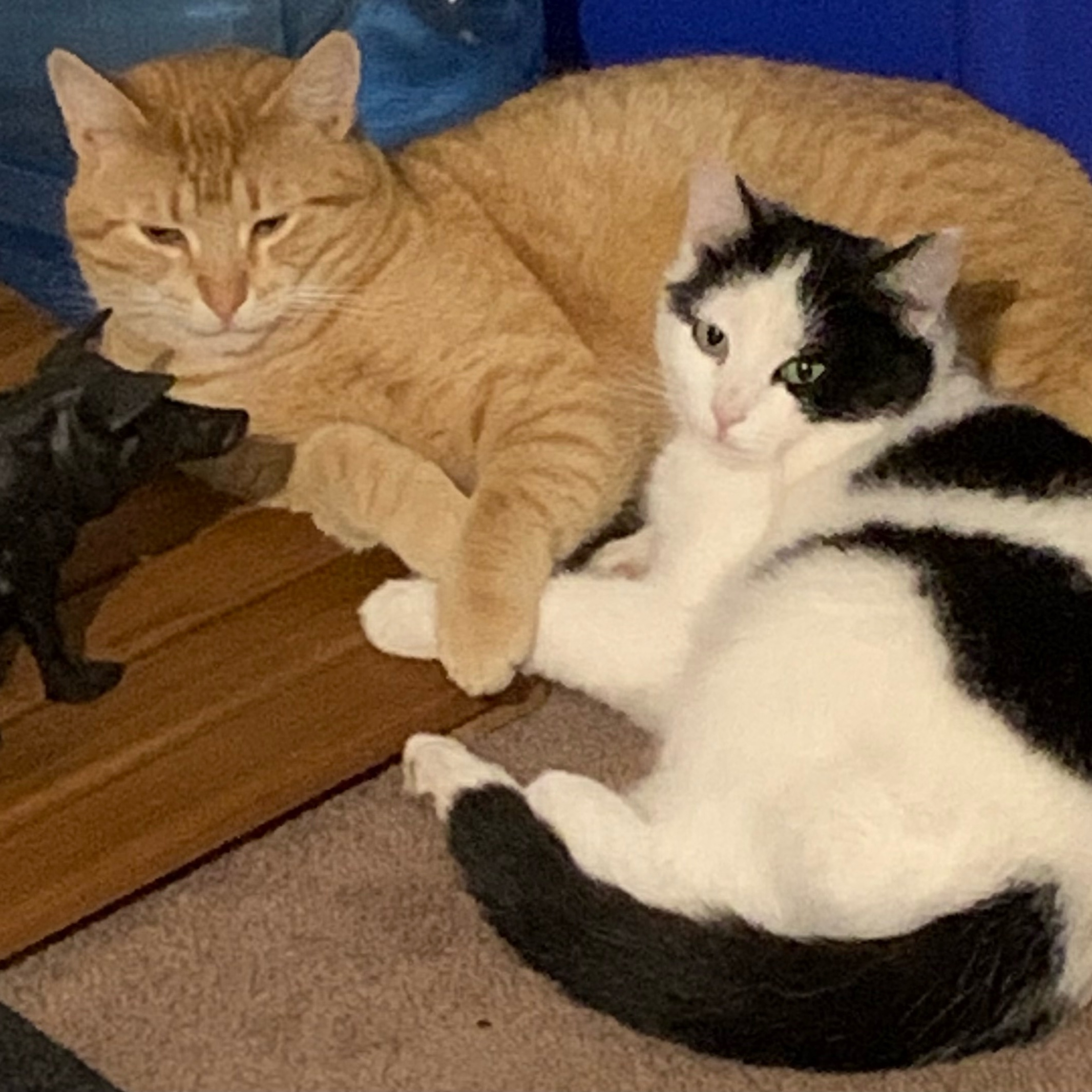 Mario & Moo Moo (Bonded pair), Adopted, Young Male Domestic Short Hair.