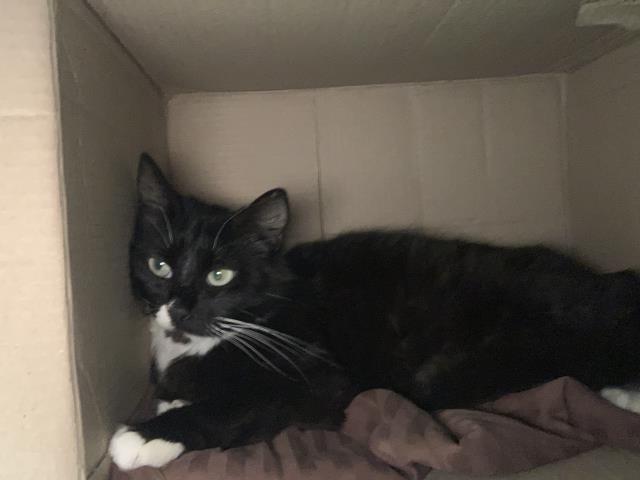 A1248788, Adoptable, Young Female Domestic Short Hair.