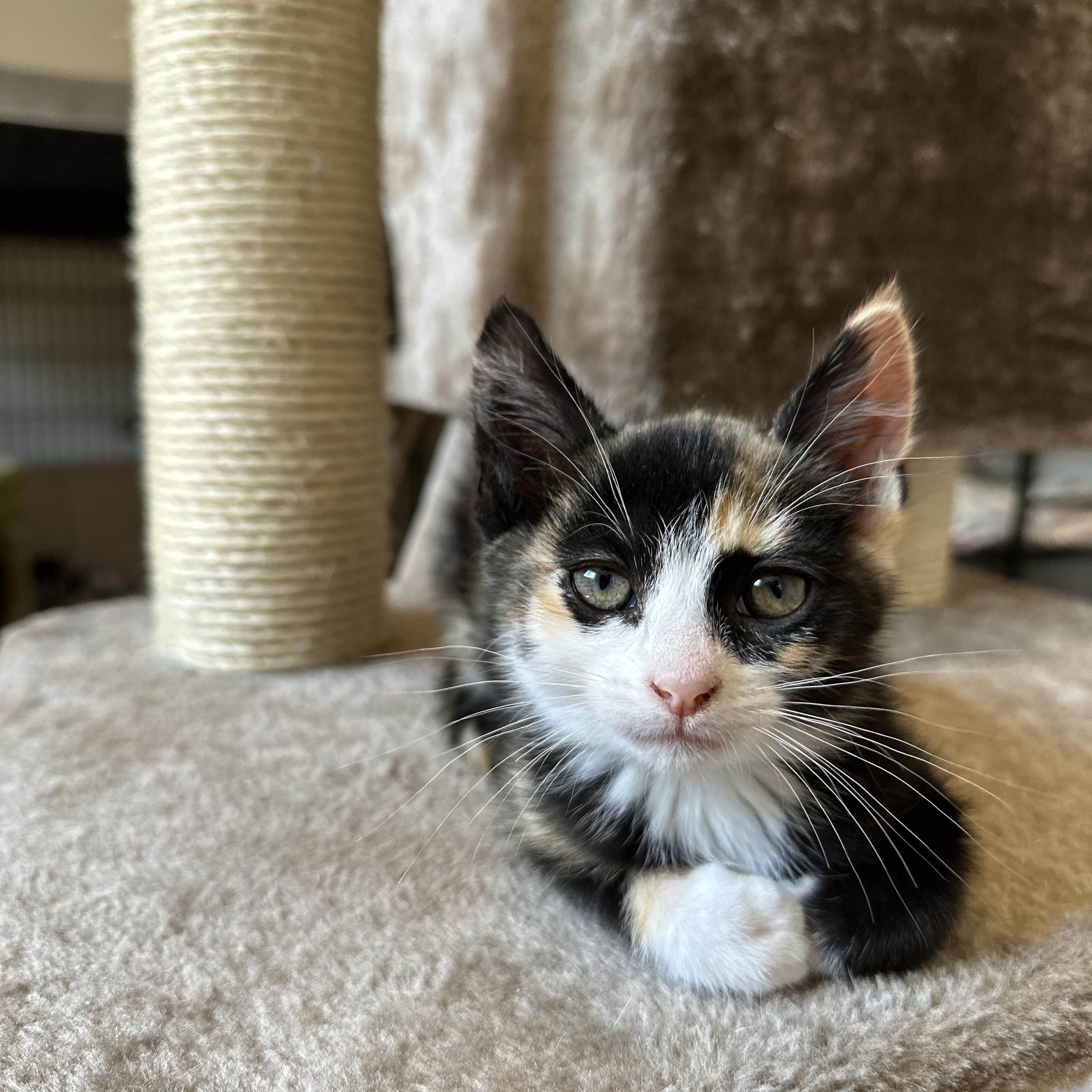 Rose, an adoptable Domestic Short Hair in Courtenay, BC, V9N 7T4 | Photo Image 6