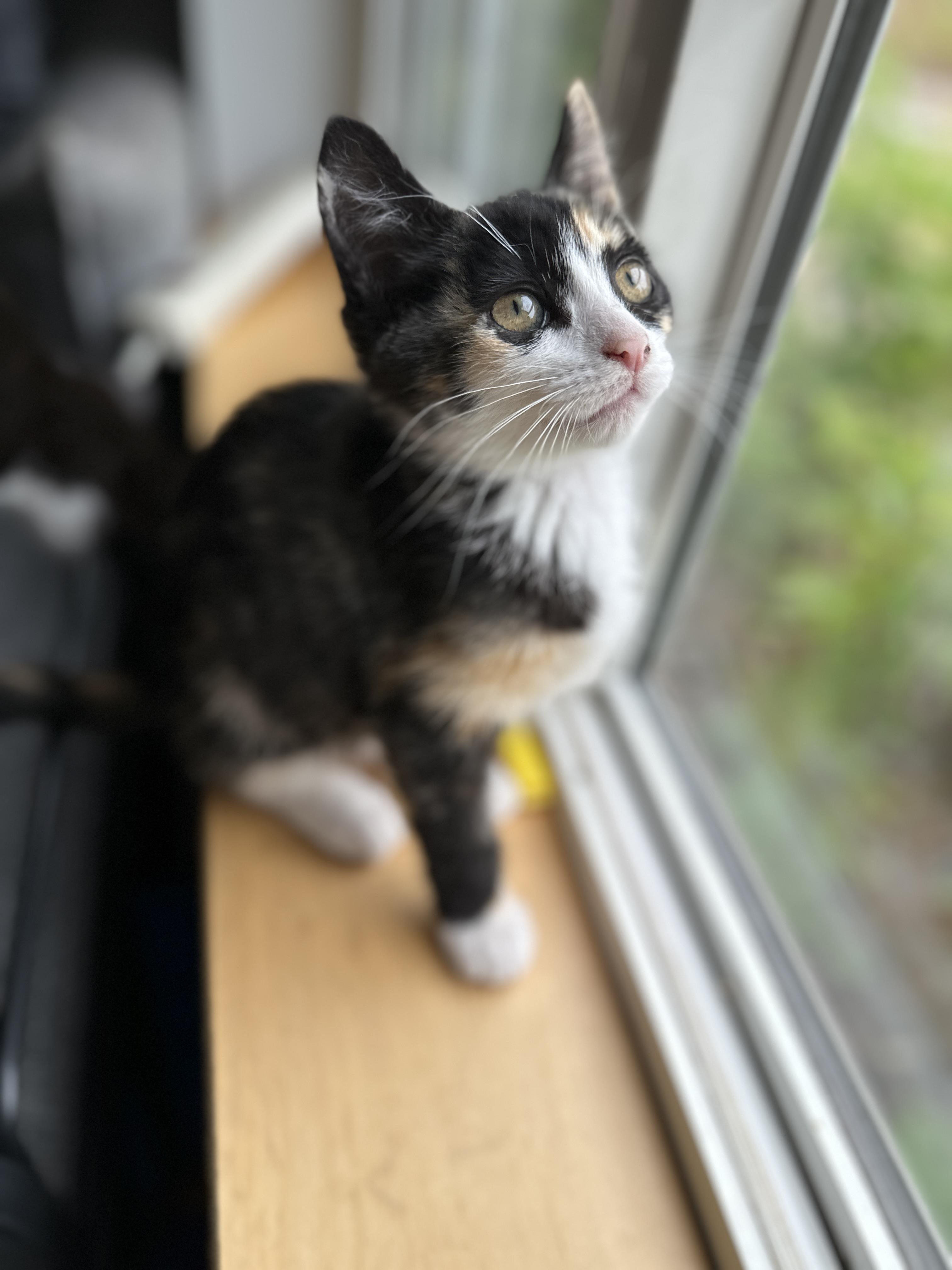Rose, an adoptable Domestic Short Hair in Courtenay, BC, V9N 7T4 | Photo Image 1