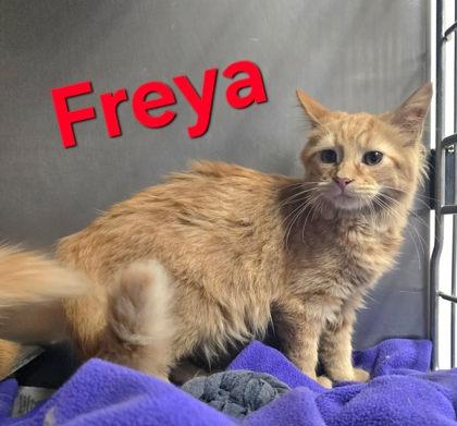 Enlarge Freya, a Adoptable Domestic Medium Hair in Sullivan, IN image 1/1