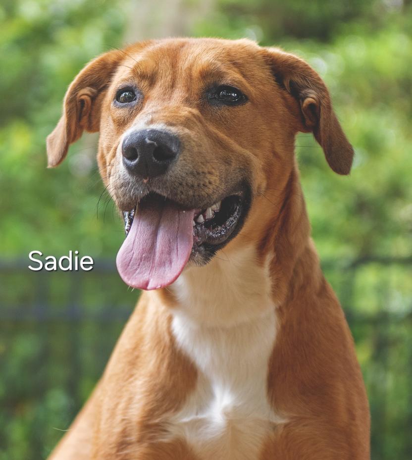 Sadie, Adopted, Young Female Labrador Retriever & Mixed Breed.