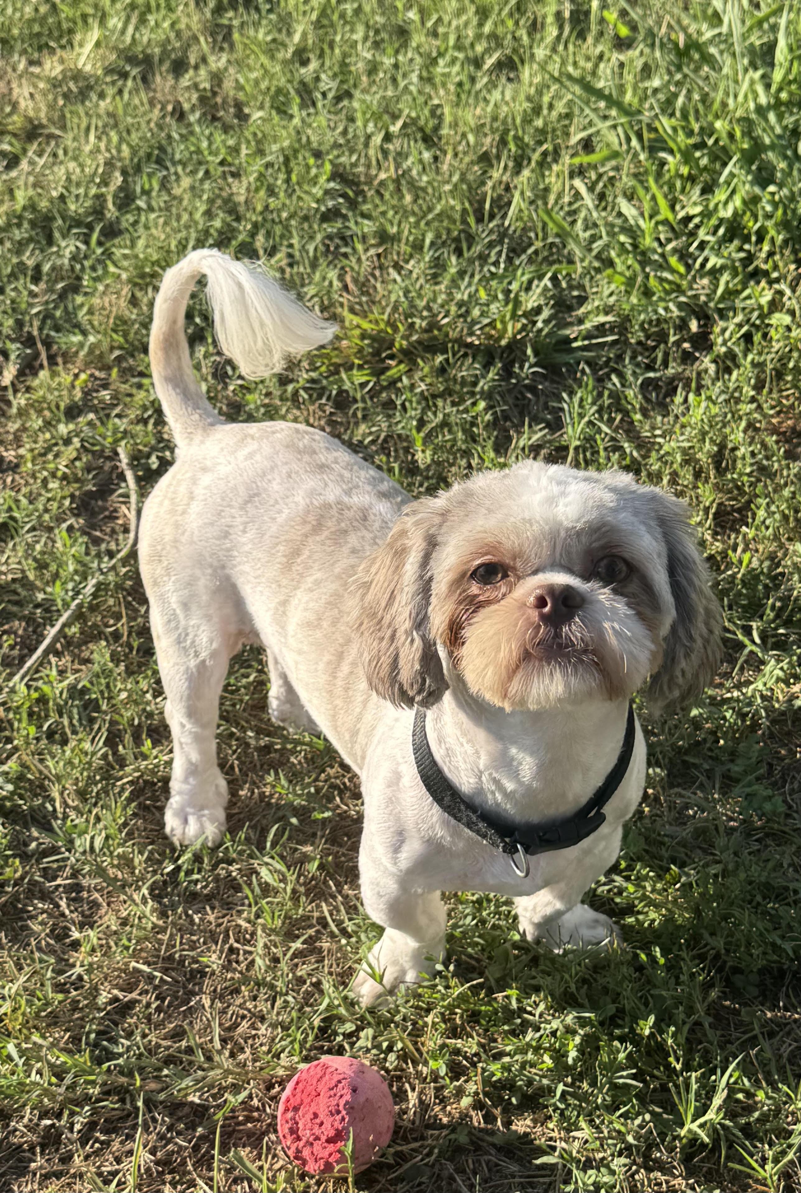 Bloop, an adopted mixed breed in Maiden, NC image 6/6