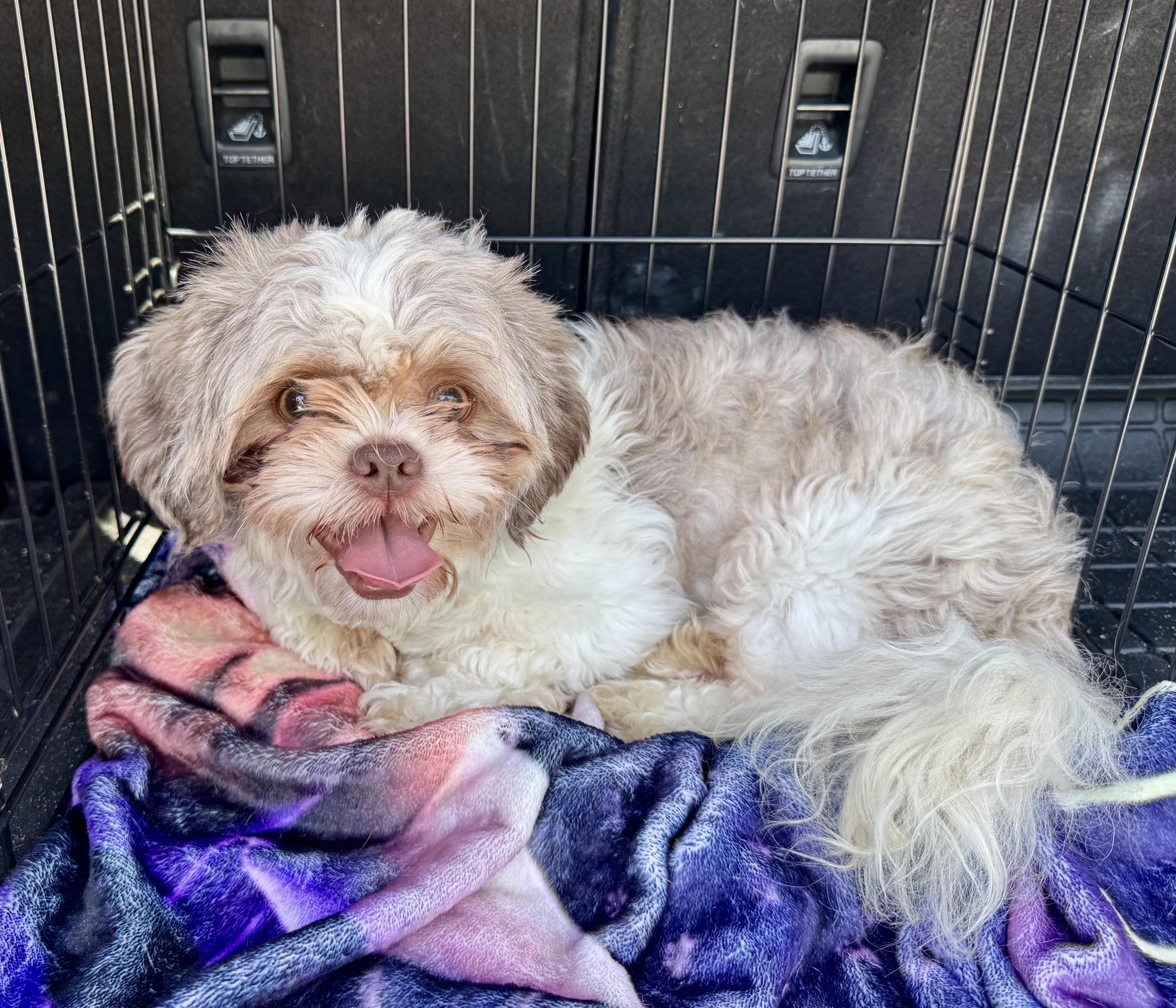 Bloop, ADOPTABLE, Young Male Shih Tzu.
