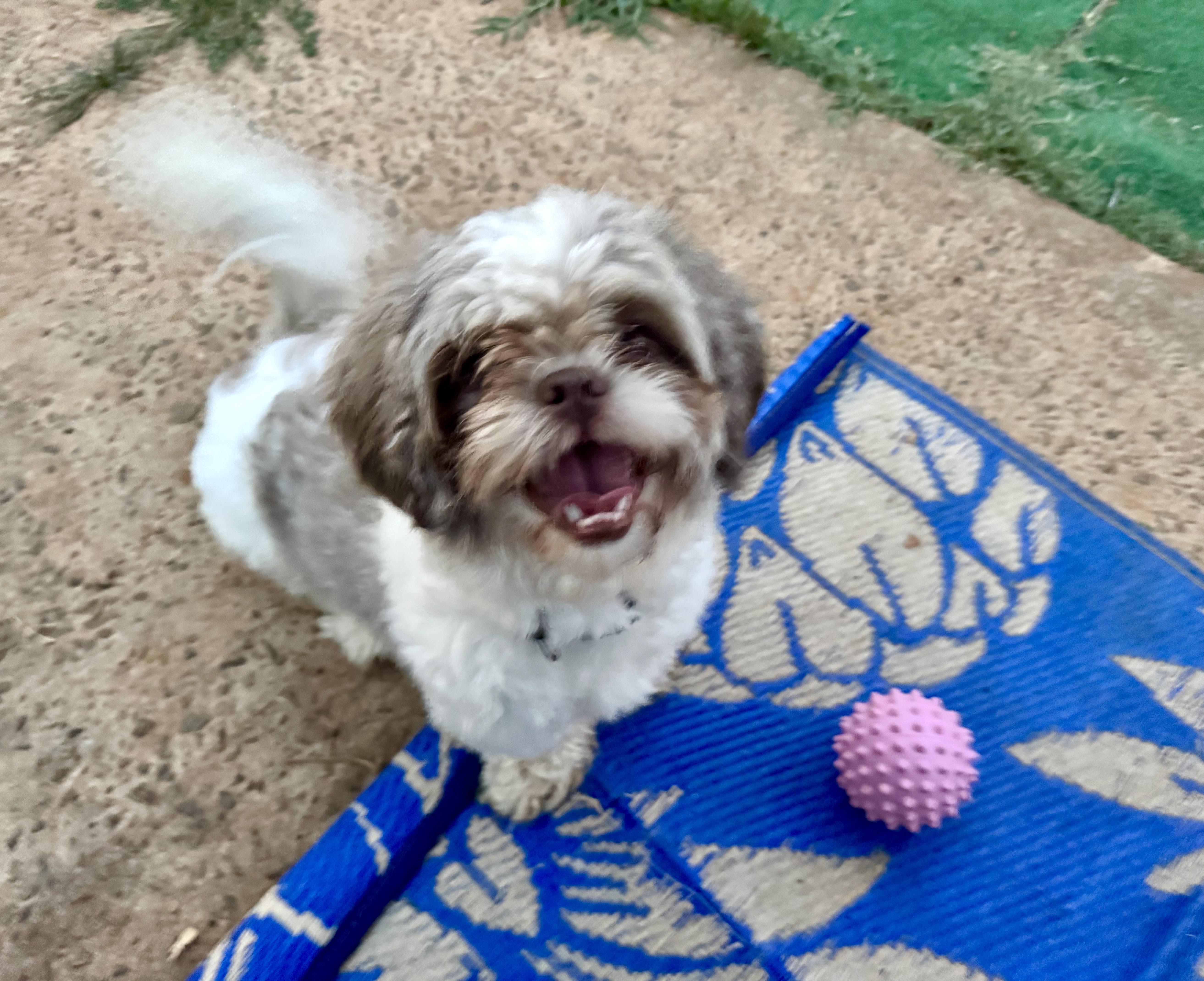 Bloop, an adopted mixed breed in Maiden, NC image 5/6