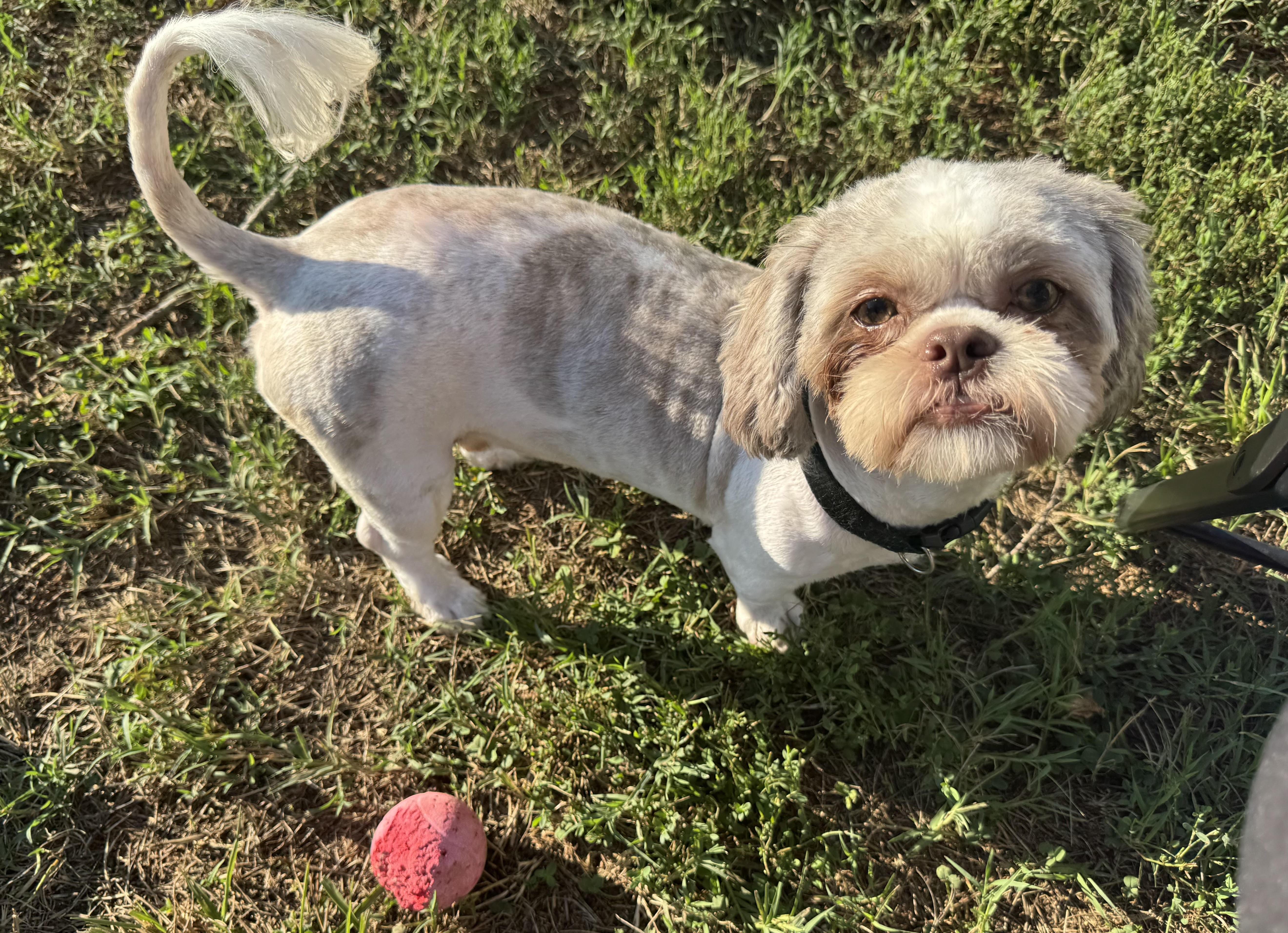 Bloop, an adopted mixed breed in Maiden, NC image 1/6