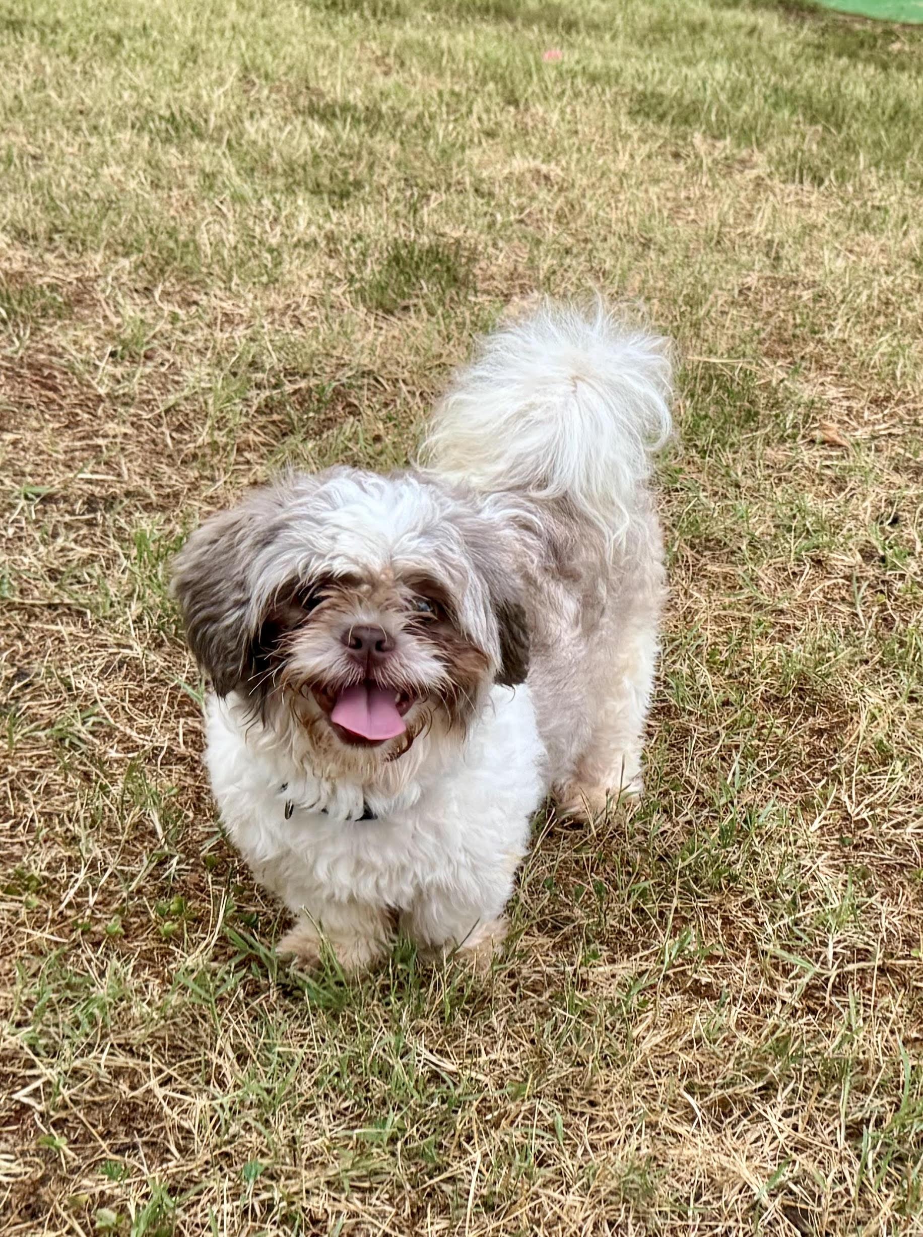 Bloop, an adopted mixed breed in Maiden, NC image 3/6