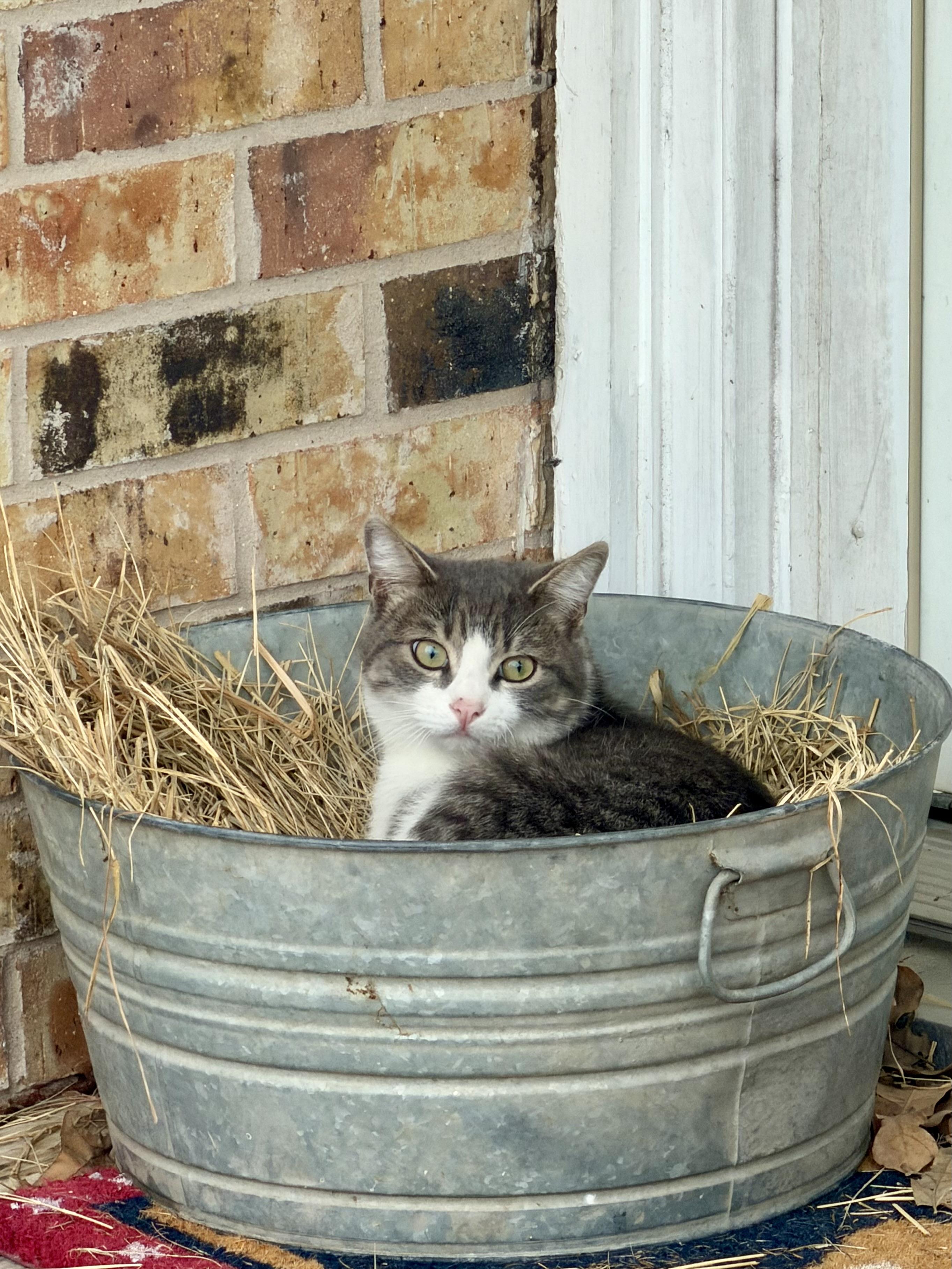 FUZZ, Adoptable, Young Male Domestic Short Hair.