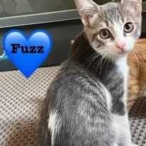 Enlarge FUZZ, a Adoptable mixed breed in Somerville, TX image 3/4