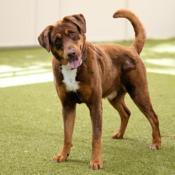 Rocky, Adoptable, Senior Male Rottweiler & Mixed Breed.