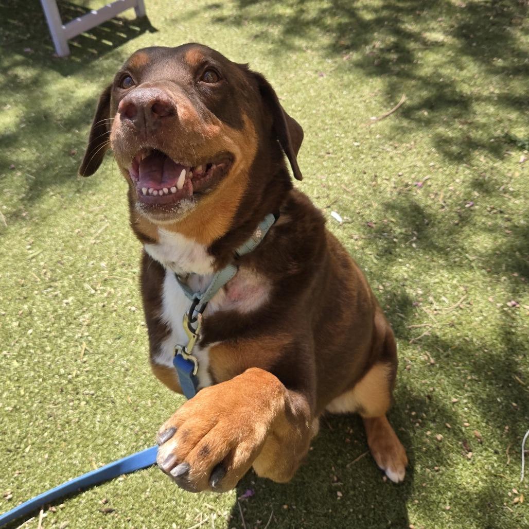 Enlarge Rocky, a Adoptable mixed breed in Albuquerque, NM image 2/6