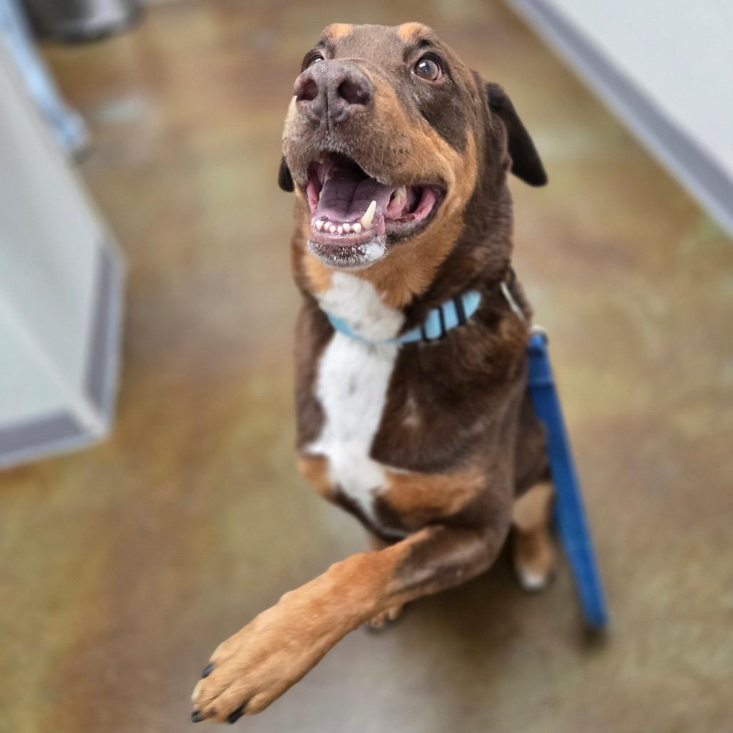 Enlarge Rocky, a Adoptable mixed breed in Albuquerque, NM image 3/6