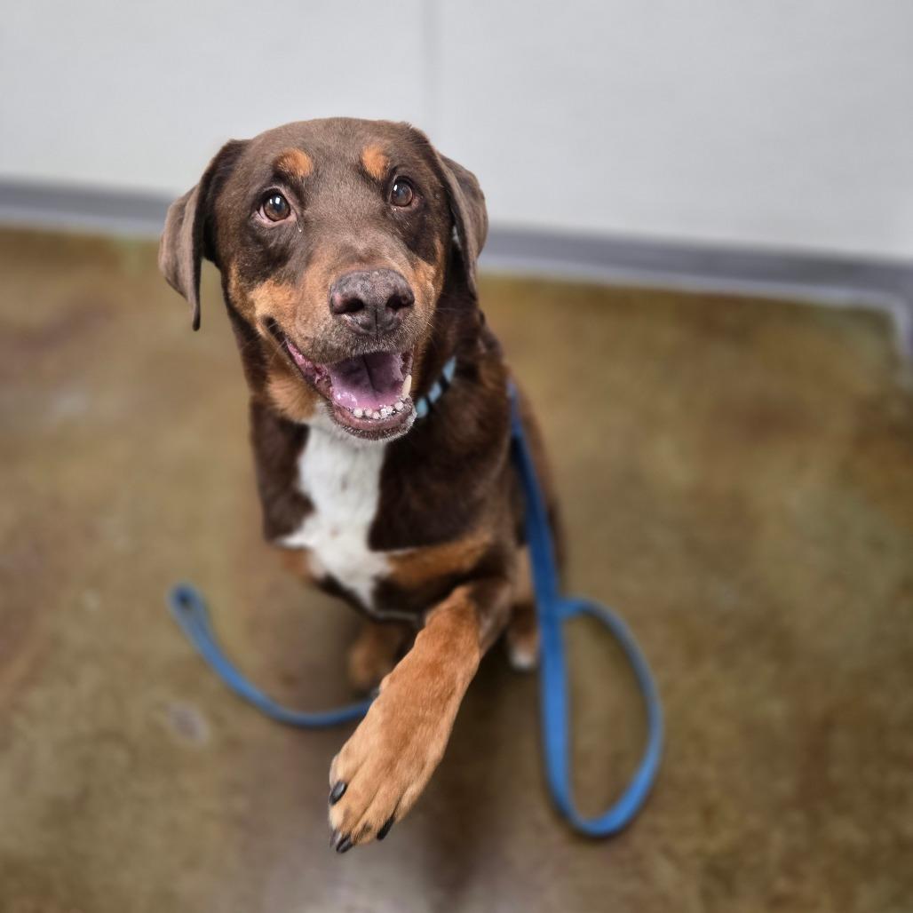 Enlarge Rocky, a Adoptable mixed breed in Albuquerque, NM image 4/6