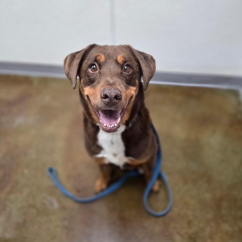 Enlarge Rocky, a Adoptable mixed breed in Albuquerque, NM image 5/6