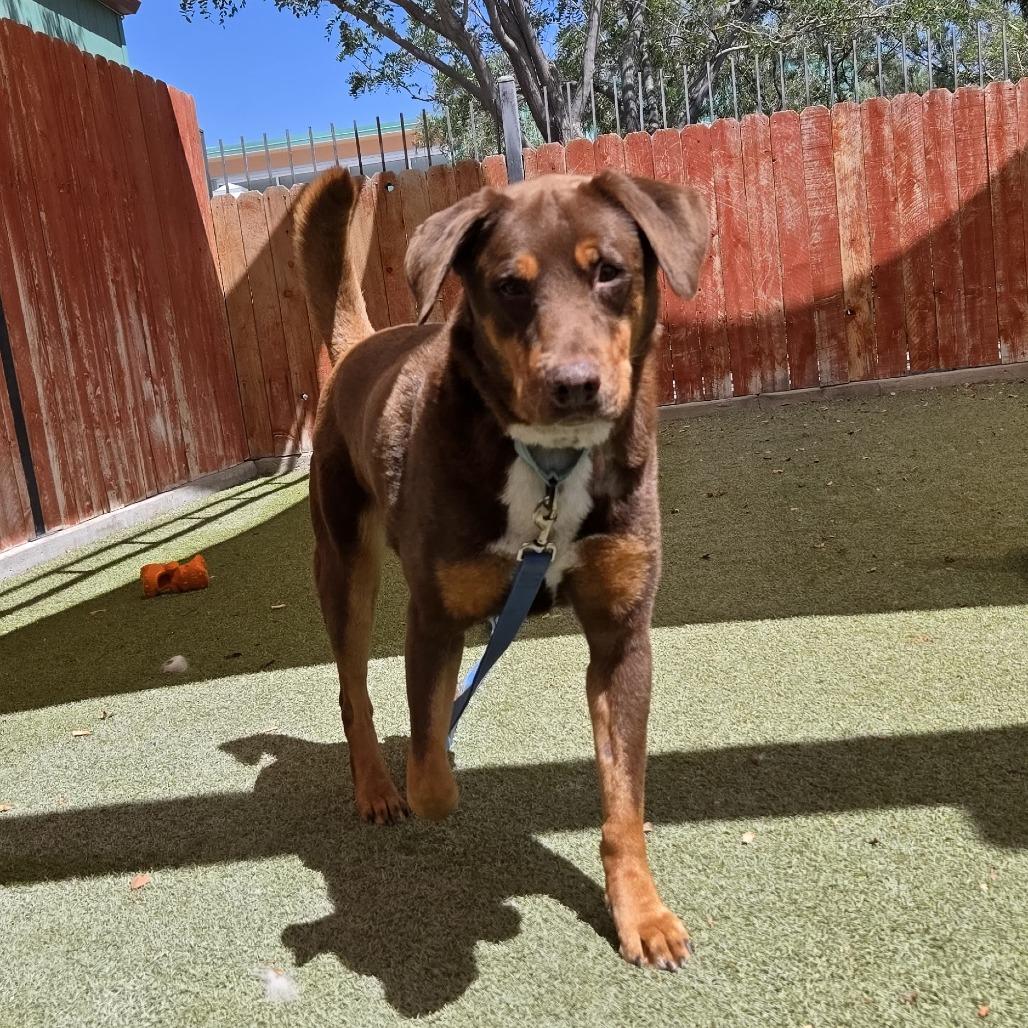 Enlarge Rocky, a Adoptable mixed breed in Albuquerque, NM image 6/6