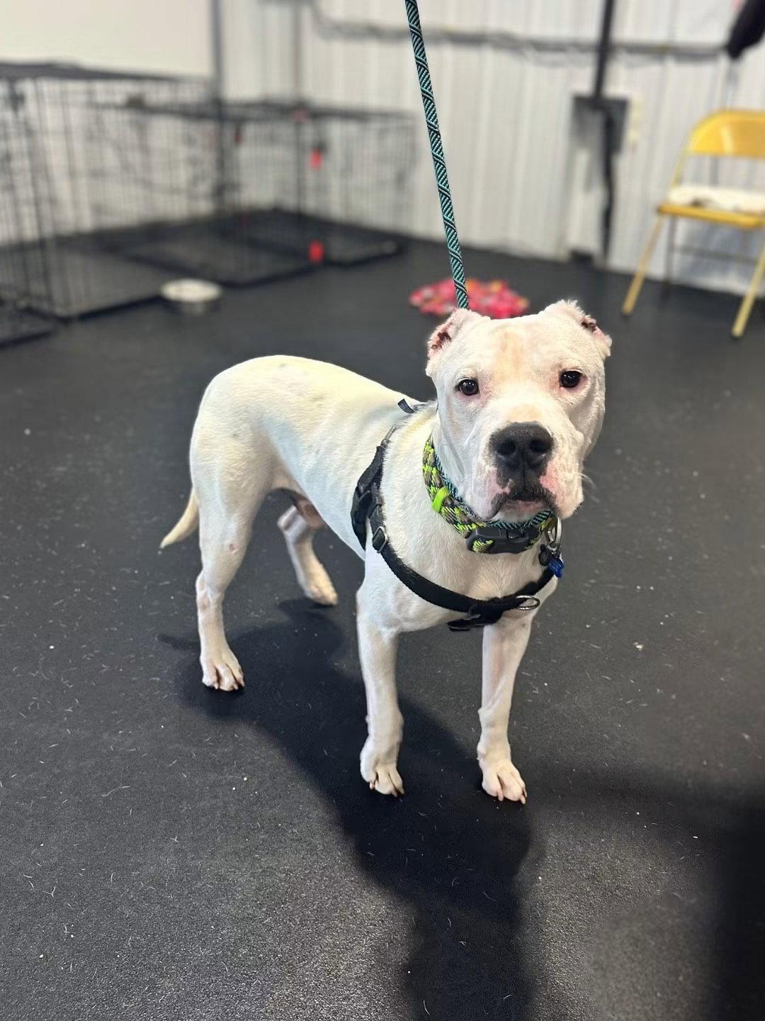 Enlarge Casper, a Adoptable Dogo Argentino in Springville, NY image 1/3