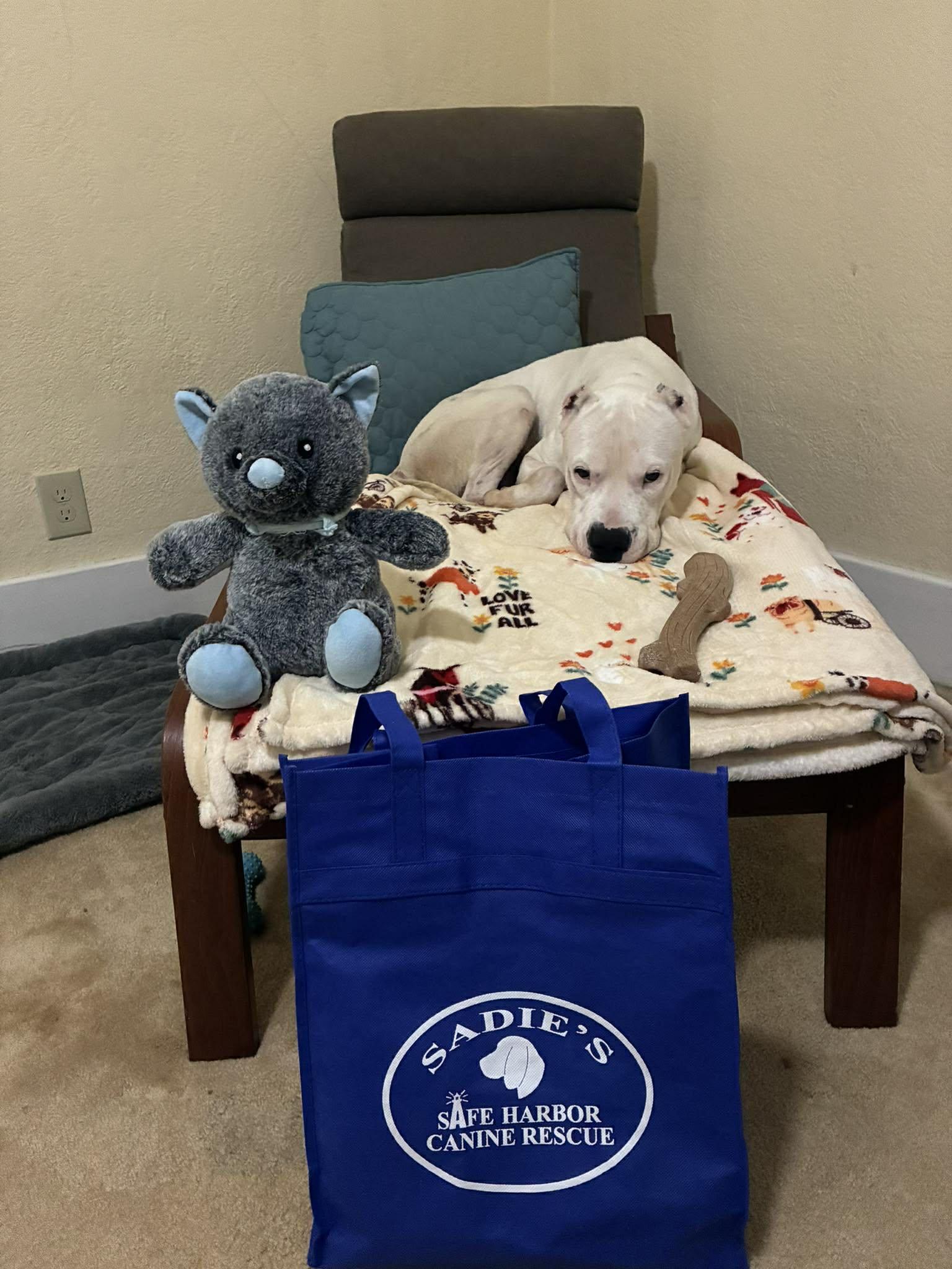 Casper, Adoptable, Adult Male Dogo Argentino.