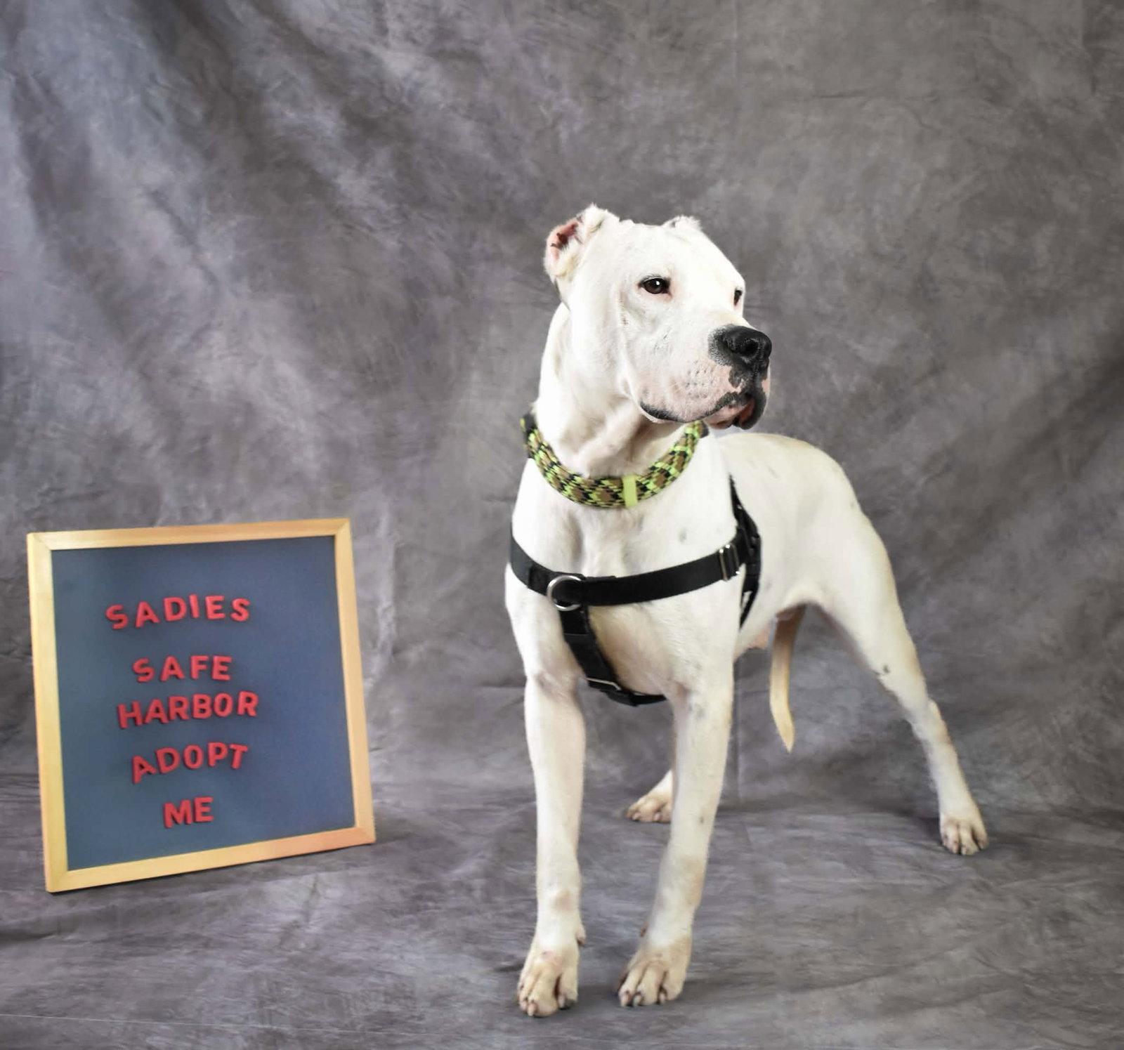 Casper, a Adoptable Dogo Argentino in Springville, NY image 2/3
