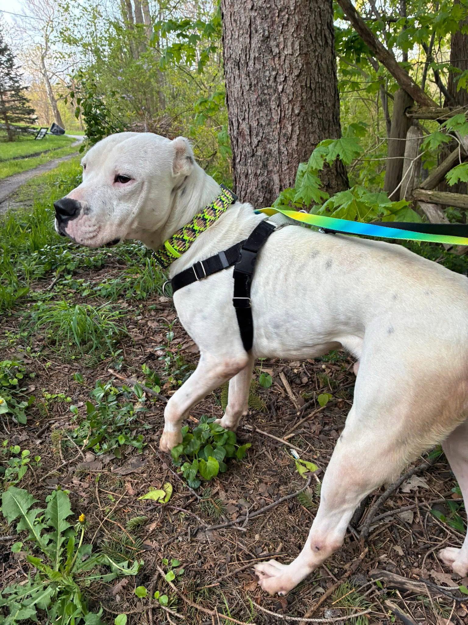Casper, a Adoptable Dogo Argentino in Springville, NY image 3/3