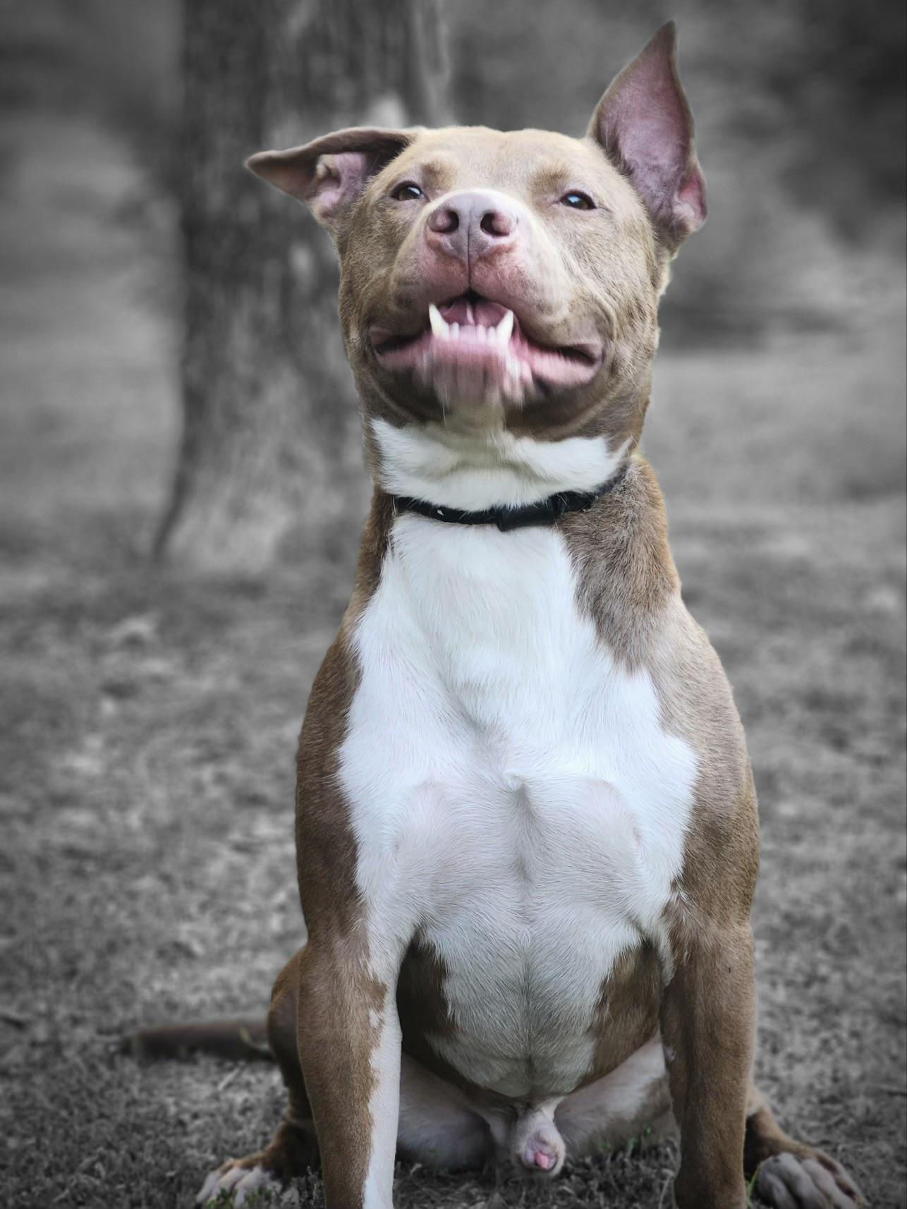 Enlarge Peanut Butter , a ADOPTABLE Pit Bull Terrier in Huntersville , NC image 2/5