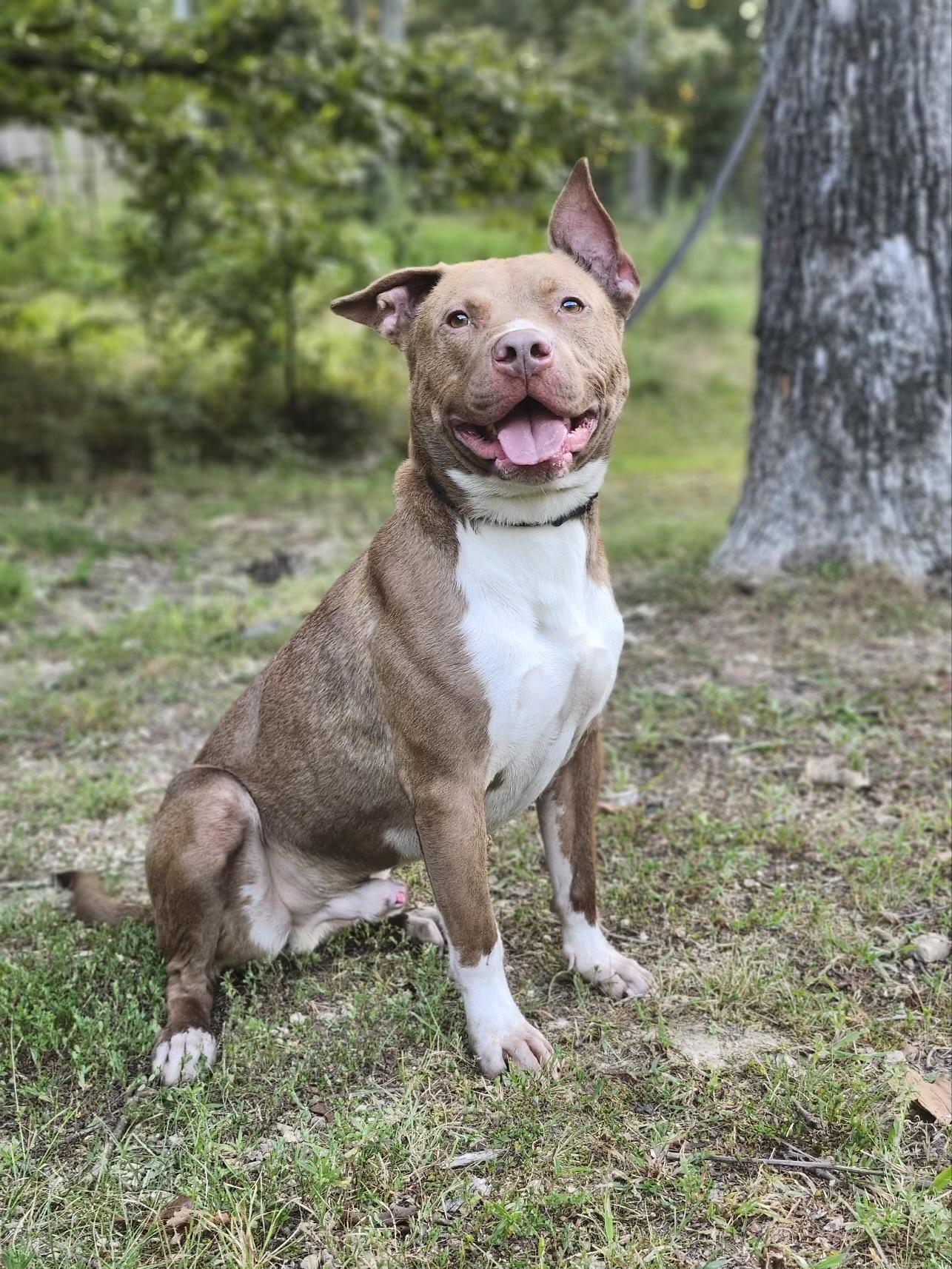 Enlarge Peanut Butter , a ADOPTABLE Pit Bull Terrier in Huntersville , NC image 4/5