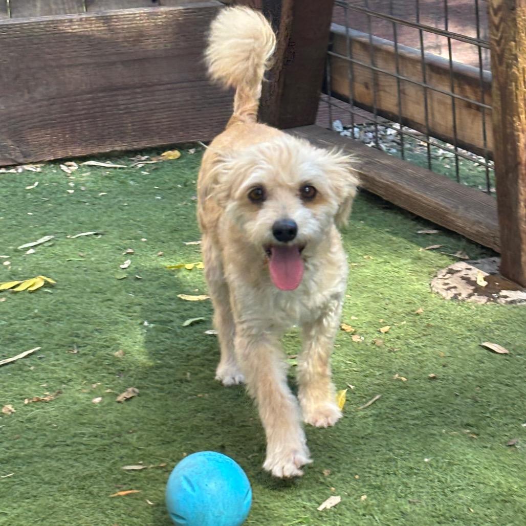 Shaggy, Adoptable, Adult Male Maltese.