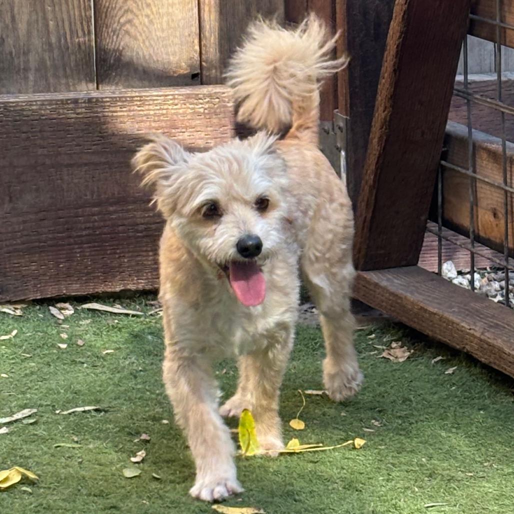 Enlarge Shaggy, a Adoptable Maltese in Sonoma, CA image 2/3