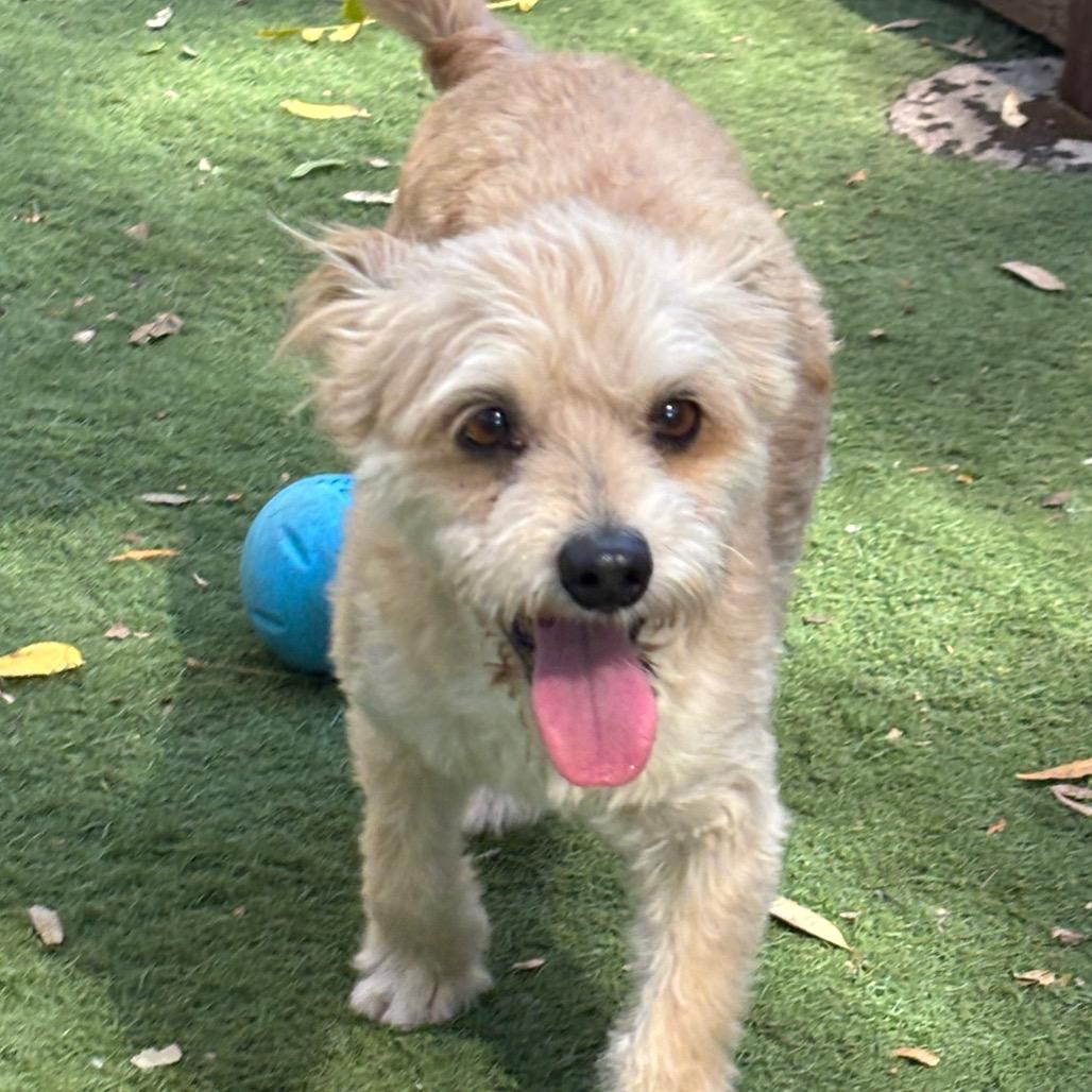 Enlarge Shaggy, a Adoptable Maltese in Sonoma, CA image 3/3