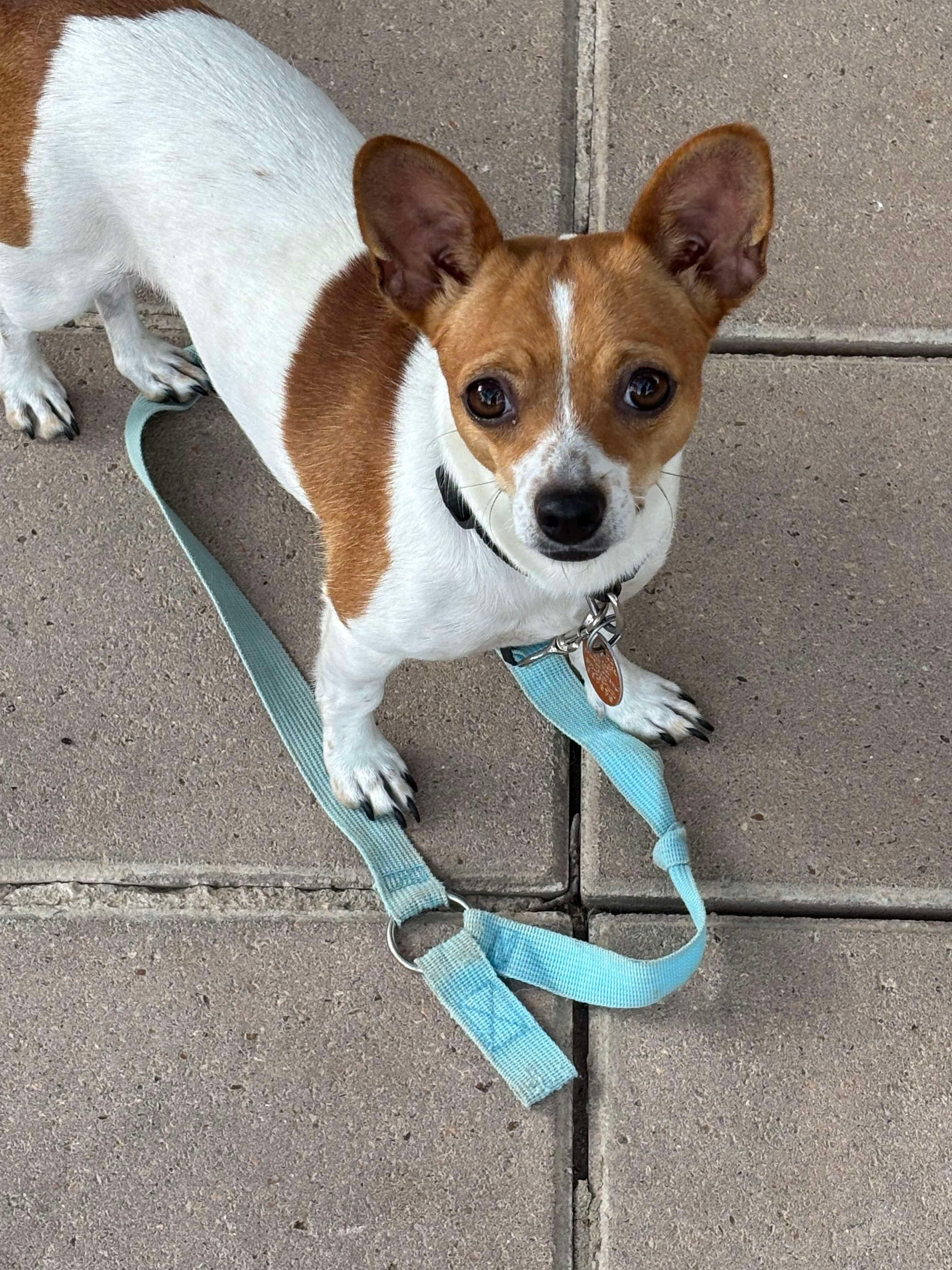 Charlie, Young Female unknown