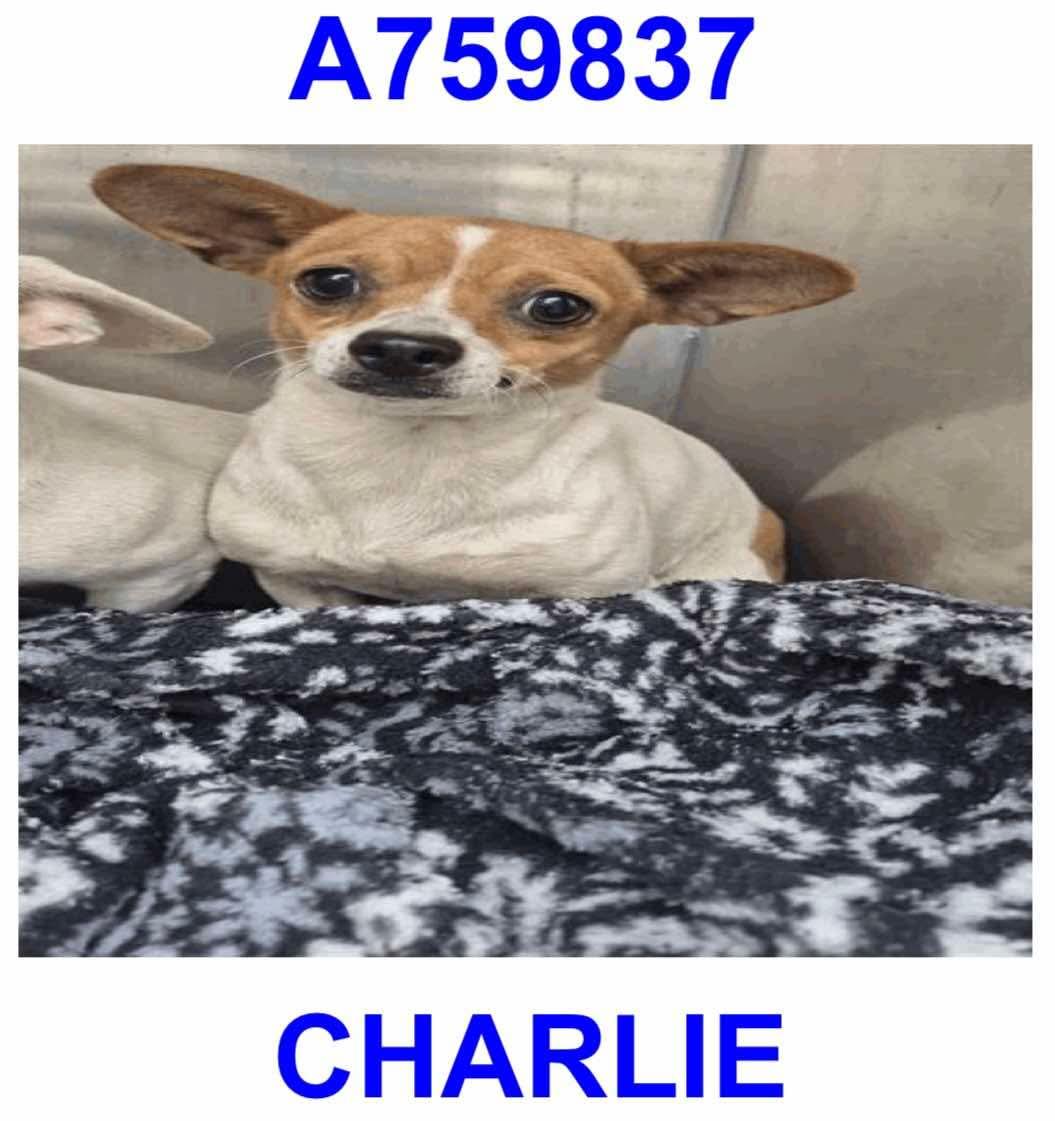 Charlie