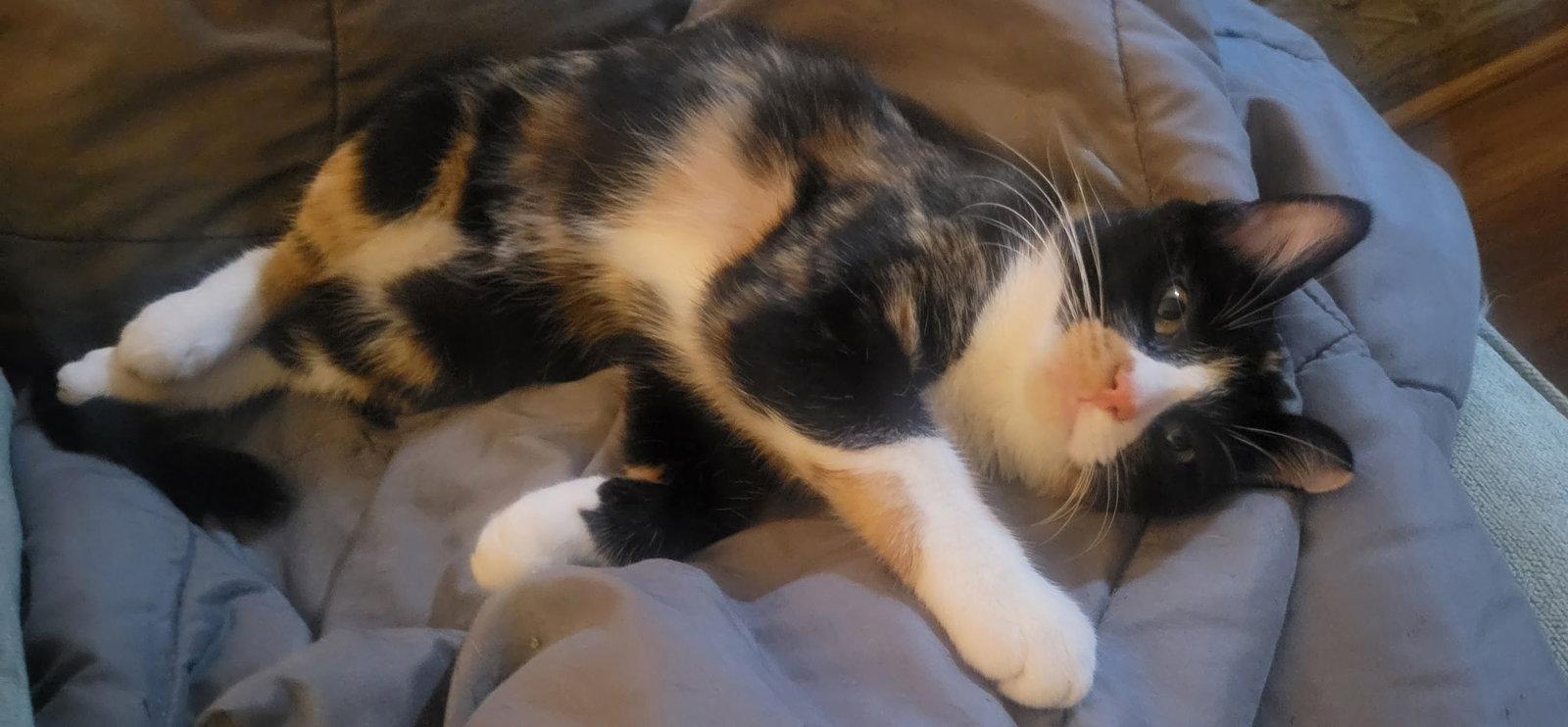 Enlarge Raya, a Adoptable mixed breed in Zimmerman, MN image 1/2