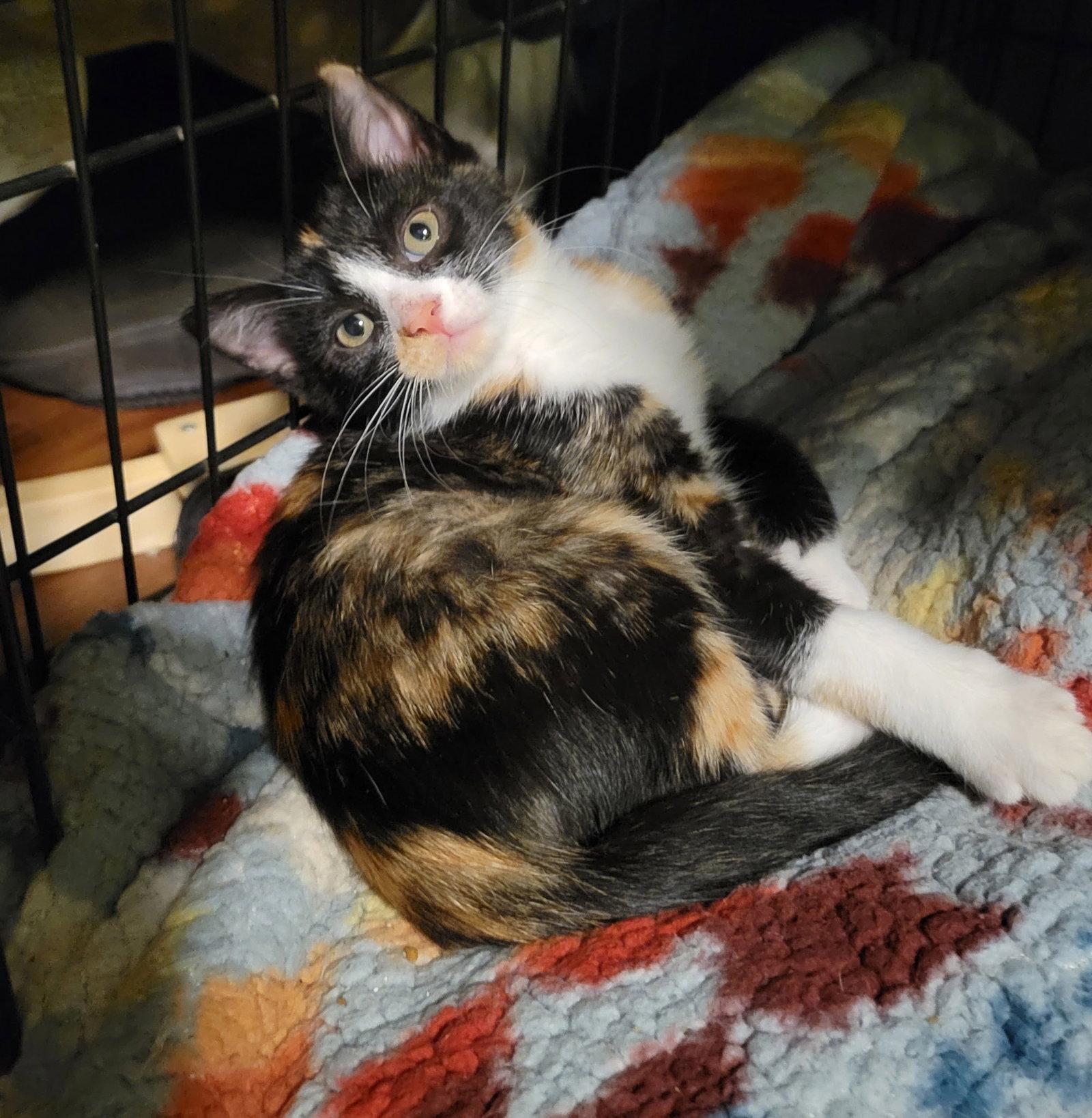Enlarge Raya, a Adoptable mixed breed in Zimmerman, MN image 2/2
