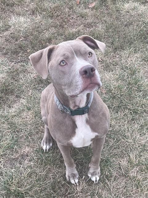 Enlarge ZEUS, a Adoptable mixed breed in Lees Summit, MO image 1/1
