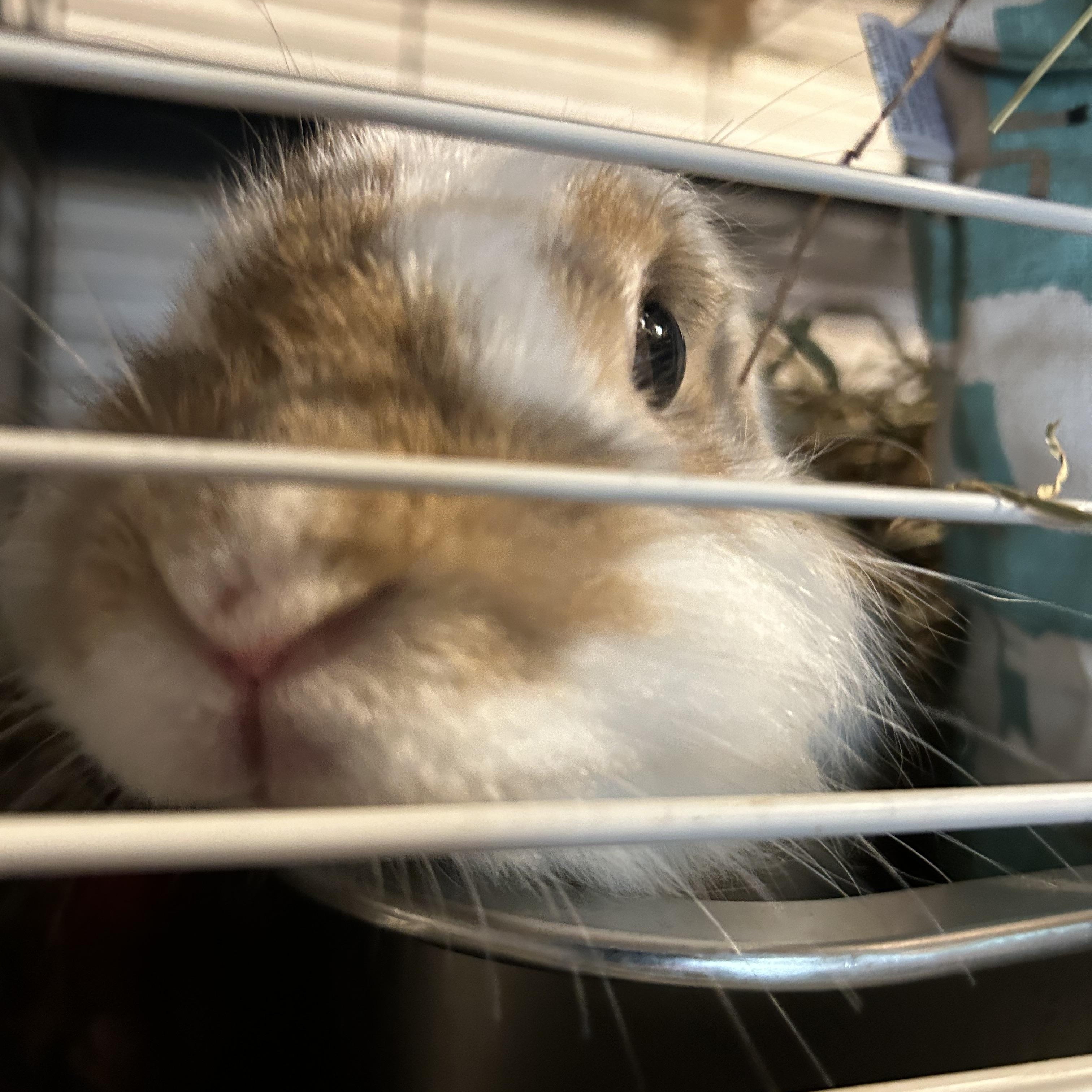 Lola, Adopted, Young Female Lionhead.