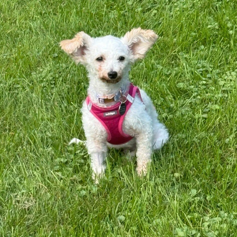 Franny, Adoptable, Adult Female West Highland White Terrier / Westie & Miniature Poodle.