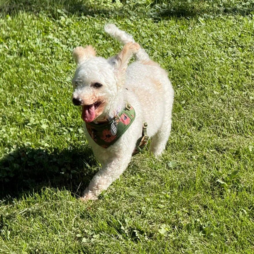 Enlarge Franny, a Adoptable mixed breed in St Thomas, ON image 2/3