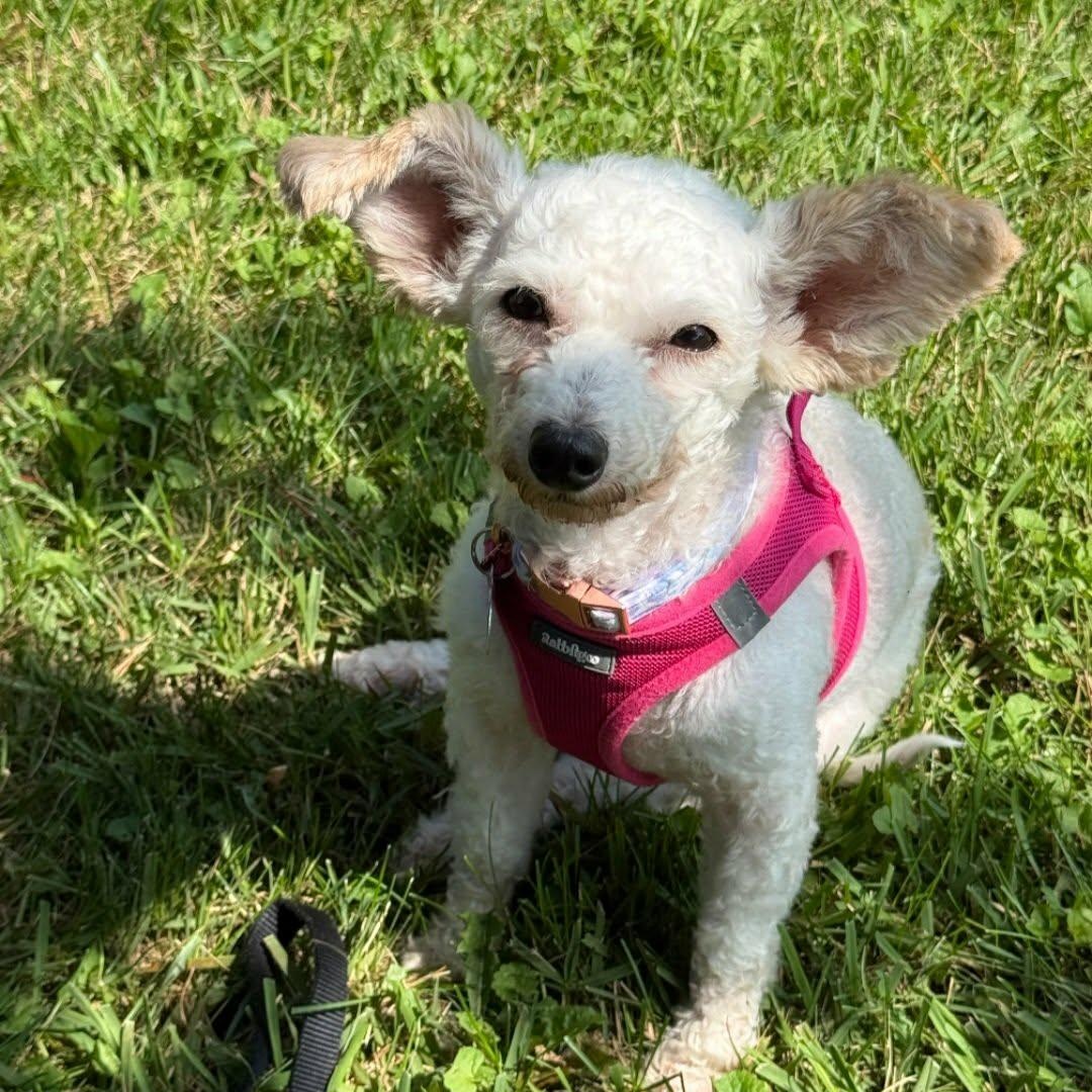 Enlarge Franny, a Adoptable mixed breed in St Thomas, ON image 3/3