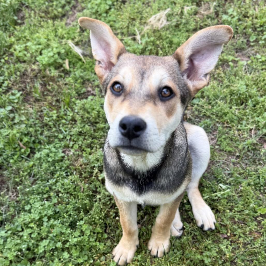 Enlarge Zula, a Adoptable mixed breed in Southington, CT image 1/4