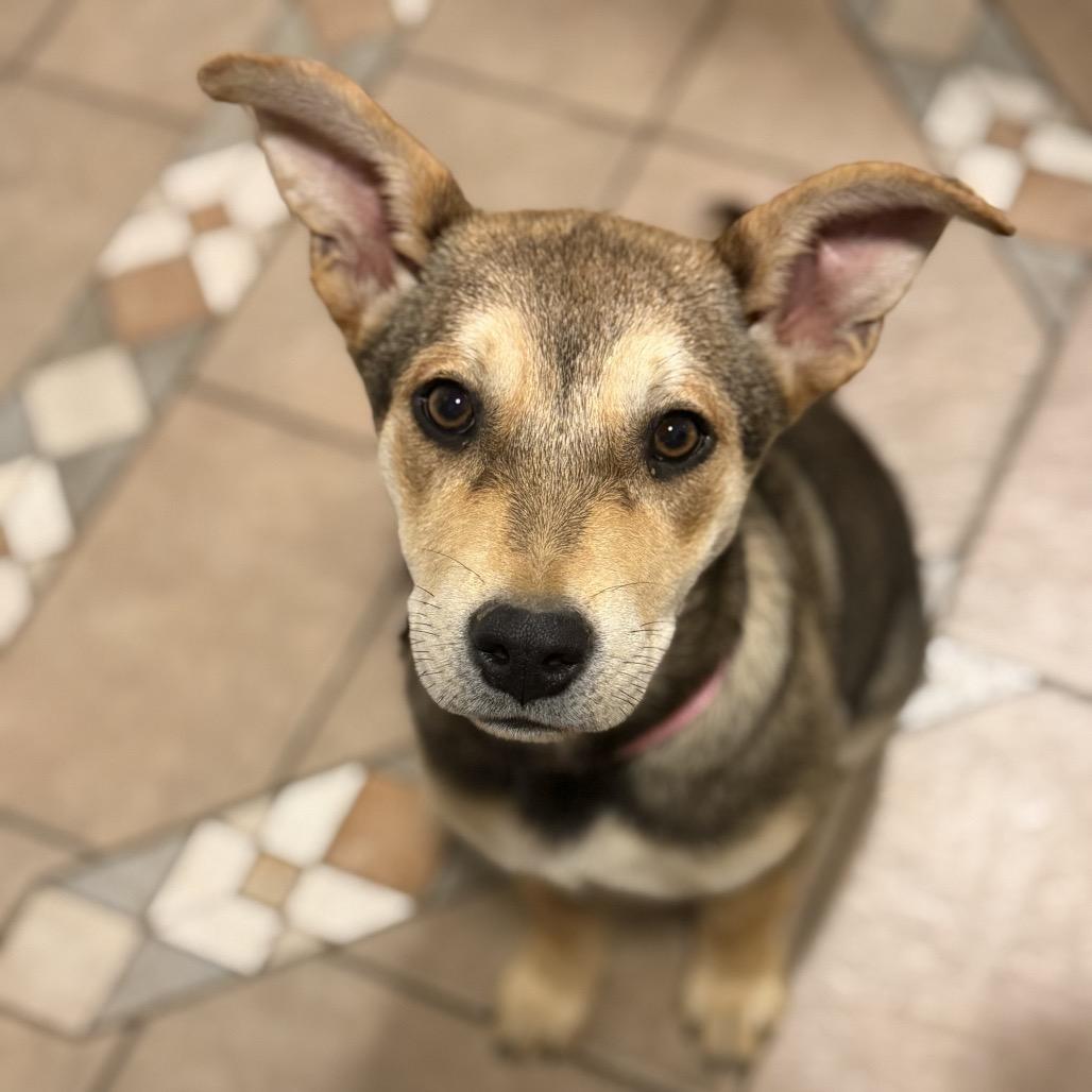Enlarge Zula, a Adoptable mixed breed in Southington, CT image 3/4
