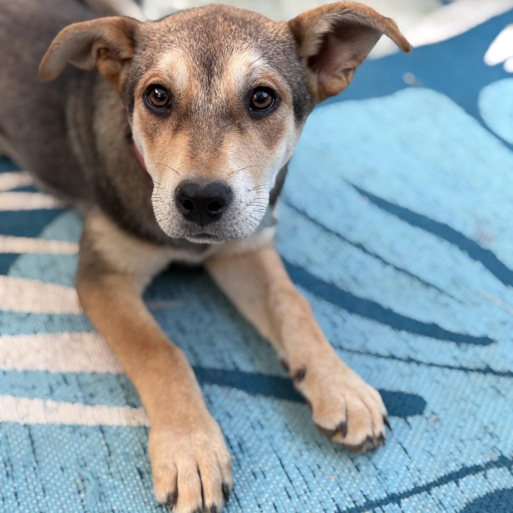 Enlarge Zula, a Adoptable mixed breed in Southington, CT image 4/4