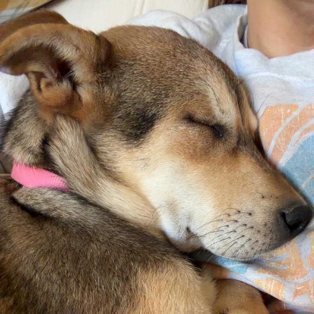 Enlarge Zula, a Adoptable mixed breed in Southington, CT image 2/4
