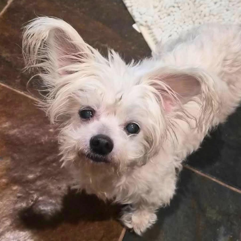 Enlarge Klonopin (Khloe), a Adoptable Maltese in Bryan, TX image 2/5