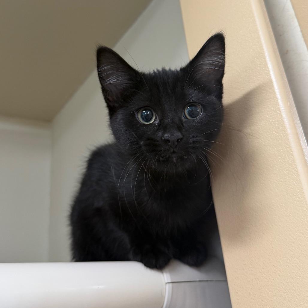 Kimchi, Adoptable, Kitten Female Domestic Short Hair.