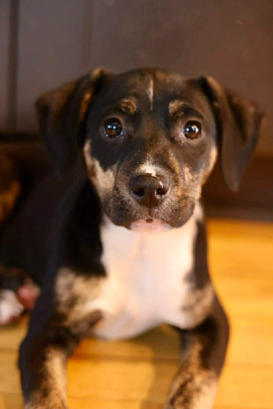 Enlarge Elsa, a Adoptable Boxer in Duluth, MN image 1/3