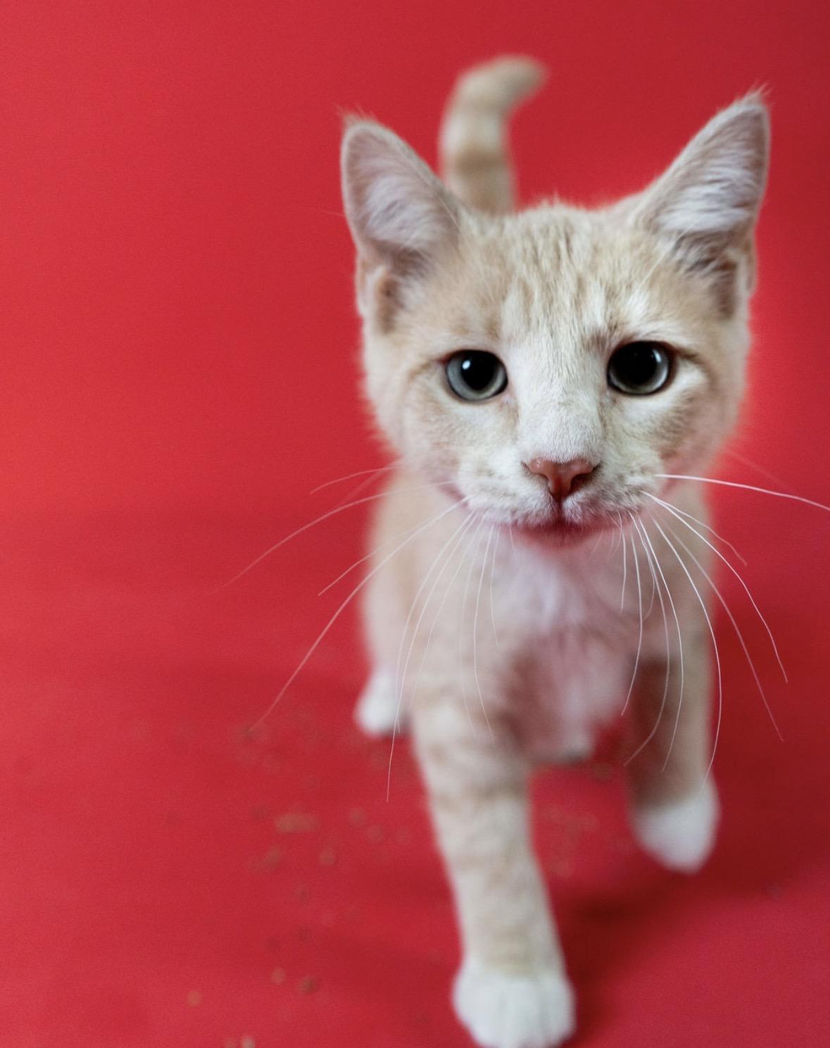 Poseidon, a ADOPTABLE Domestic Short Hair in Little Falls, MN image 2/3