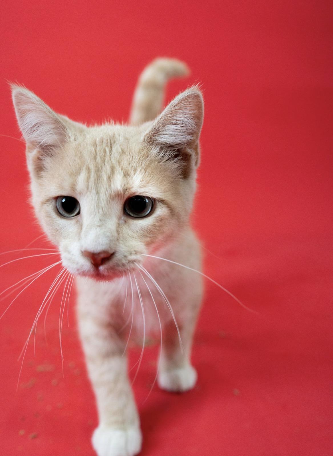 Poseidon, a ADOPTABLE Domestic Short Hair in Little Falls, MN image 3/3