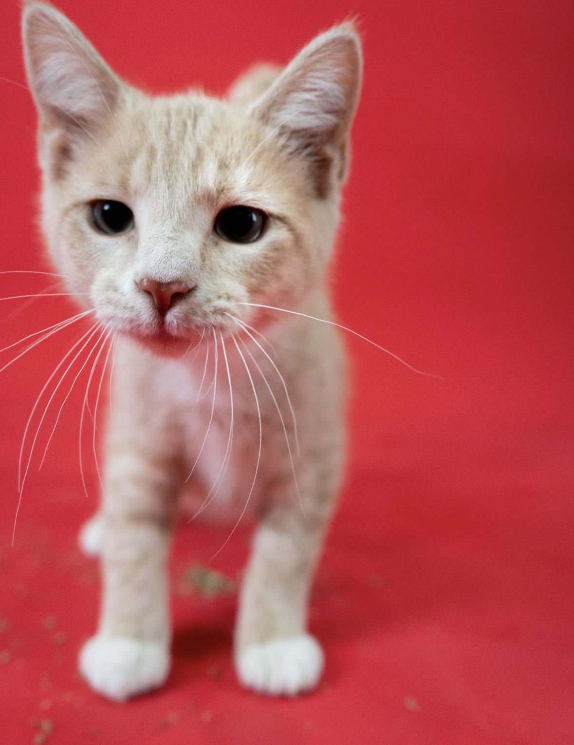 Poseidon, ADOPTABLE, Young Male Domestic Short Hair.